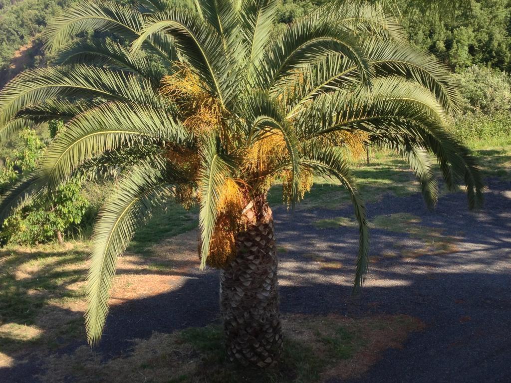 L'Anticocasale Pensionat Altomonte Exteriör bild